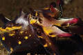   Flamboyant Cuttlefish Dauin  